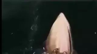 흰수염고래 사냥장면