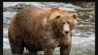 위험한 곰은 외형부터 다르다