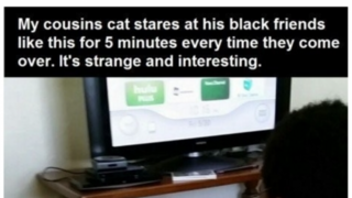 흑인 아이를 처음 본 고양이