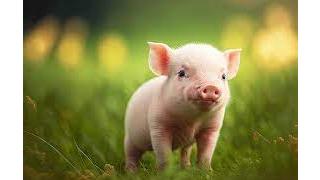 영국 소방관에게 구조된 아기 돼지들 결말..