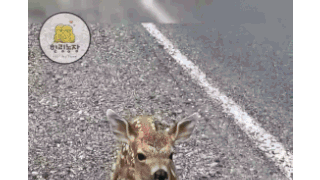 사슴이 도로를 막은 이유
