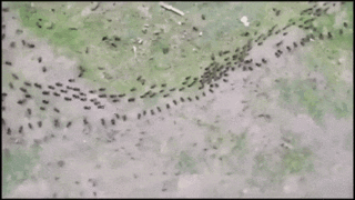 개미들의 평화 유지 방법