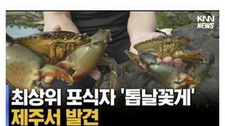 한국에 잘못 정착한 최상위 포식자 외래종
