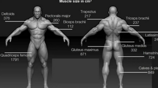 우리 몸의 근육 크기 순위