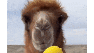 낙타에게 레몬 먹이기...gif