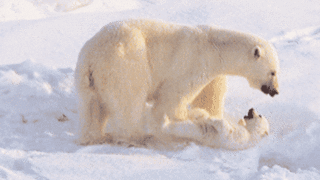 아기 북극곰
