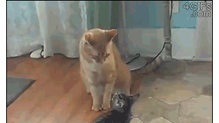 고양이의 근접전투