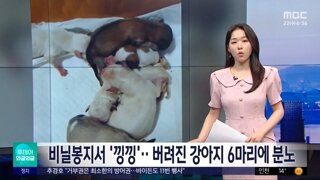 해수욕장 쓰레기장에서 발견된 갓태어난 강아지들