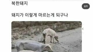 북한 돼지 근황