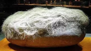 중국에서 발견한 머리카락 자라는 돌의 비밀