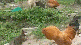 고양이 vs 닭