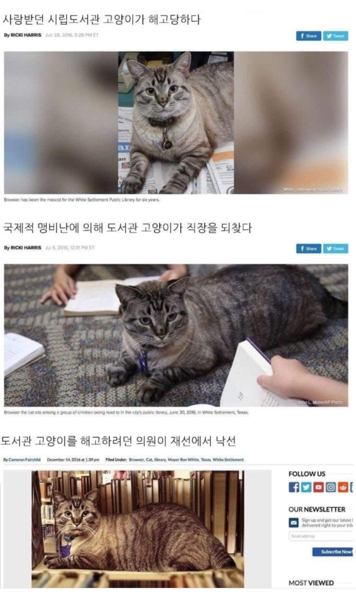 국회의원 vs 고양이