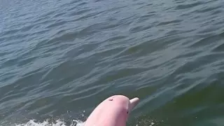 미국에서 발견되 난리난 핑크 돌고래