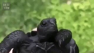 블랙 갈라파고스 거북