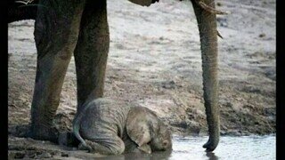 아기코끼리 물 마시는 방법
