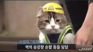일본에서 고양이가할 수 있는 아르바이트.jpg