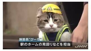 일본에서 고양이가할 수 있는 아르바이트.jpg