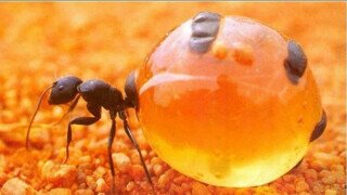 꿀주머니 달고 다니는 개미