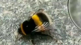 확대해서 보는 꿀벌