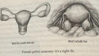 자궁의 실제 모습