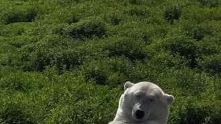 북극곰 후원 광고가 사라진 이유