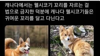 웰시코기의 꼬리를 단미하면 안되는 이유