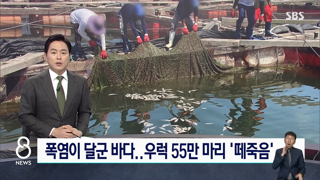 바닷물 온도 30도에 '우럭 55만마리 폐사'