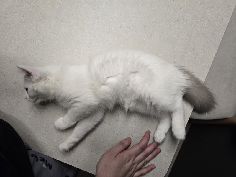 더빡센 이미지