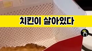 살아있는 치킨