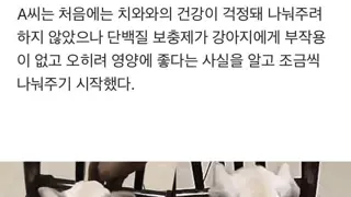 단백질 보충제에 중독되어버린 치와와