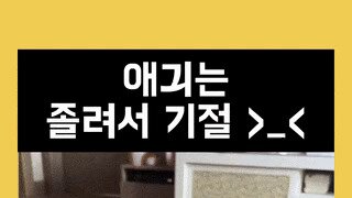 귀여운 댕댕이