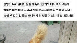 댕댕이 유치원에 두고 간 것