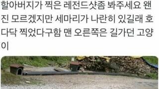 할아버지가 찍은 레전드 샷