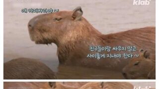 동물계 친화력 대명사가 된 카피바라의 진실