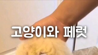 두번 속은 고양이