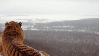 자기 구역 감상하는 백두산 호랑이