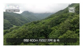 지리산 반달가슴곰, 양봉 농가 꿀 빼먹었다