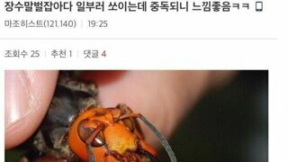 장수말벌에 중독된 디시인