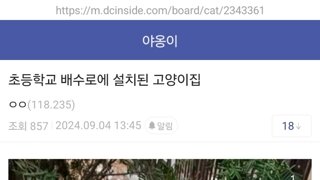 초등학교 배수로에 급식소 설치하신 캣맘