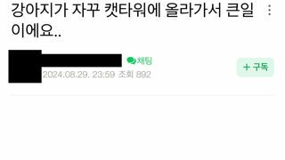 강아지가 캣타워에 올라가요..