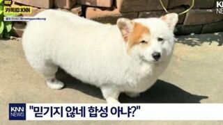 이게 무슨 강아지야 유과지 유과