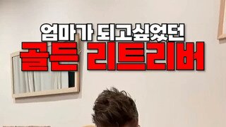 엄마가 되고싶은 리트리버