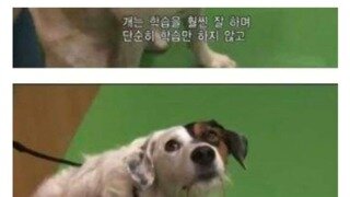 늑대의 후손