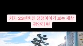 키 23cm인 댕댕이가 보는 세상