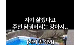 ㅇㅎ) 자기만 살겠다고 주인 담궈버리는 강아지