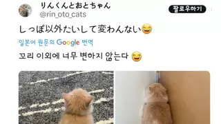 꼬리만 자란 고양이