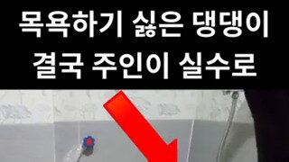 목욕하기 싫은 댕댕이.mp4...