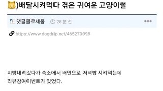 리뷰 이벤트로 고양이 사진 보내주는게 있어서 사진 보내달라 했는데