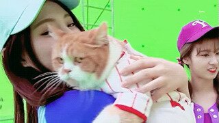 쯔위 품에 안긴 고앵이.gif