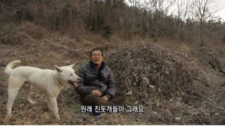 세계 명견으로 등록되어 있는 우리나라 토종견